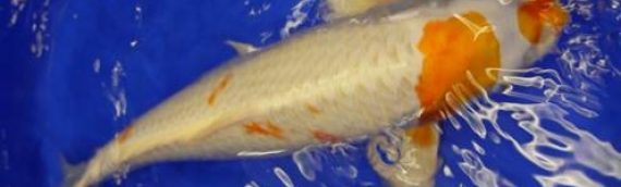 Koi Carp